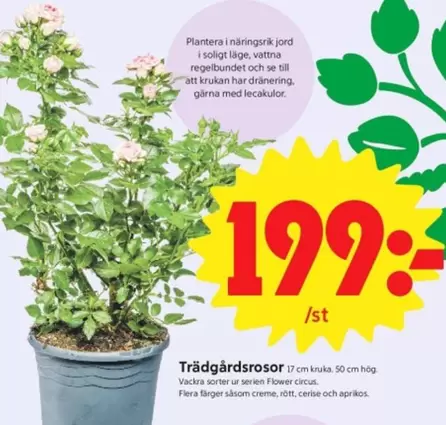 Trädgårdsrosor