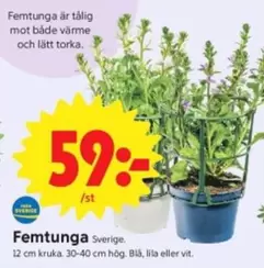 Femtunga