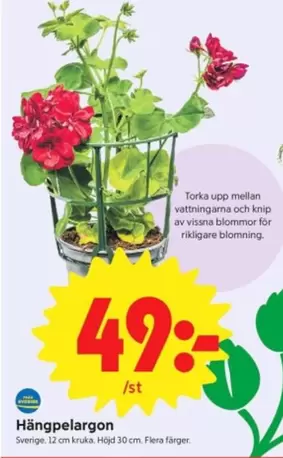 Hängpelargoner