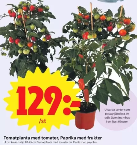Tomatplanta med tomater, Paprika med frukter
