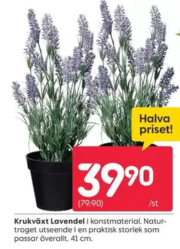 Krukväxt Lavendel