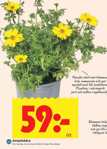 Blommor