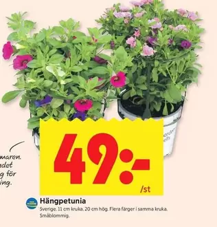 Hängpetunia