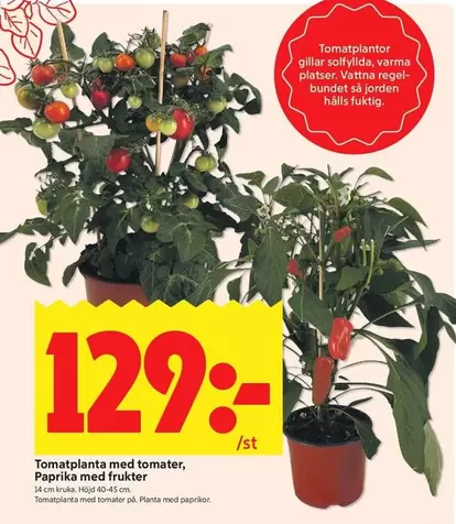 Tomatplanta med tomater, Paprika med frukter