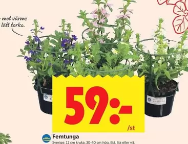 Femtunga