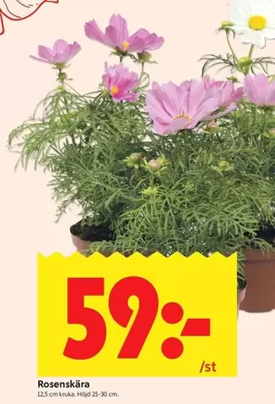 Rosenskära