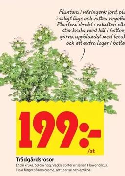 Extra - Trädgårdsrosor