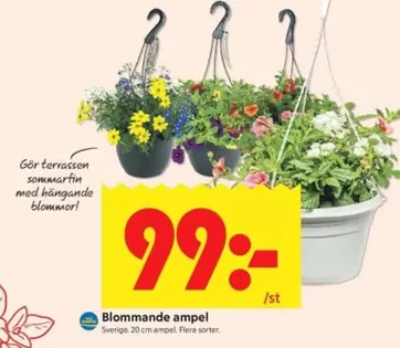 Blommande ampel