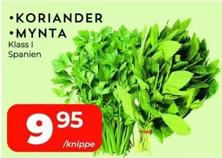 Koriander & Mynta