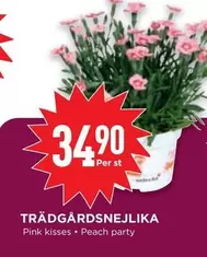 Trädgårdsnejlika