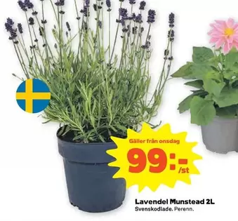 Lavendel Munstead