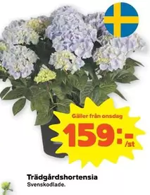 Trädgårdshortensia