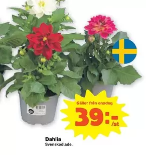 Dahlia