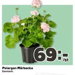 Pelargon Mårbacka