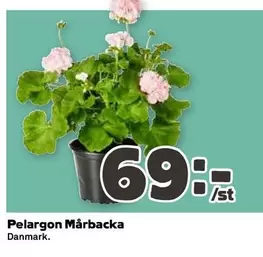 Pelargon Mårbacka
