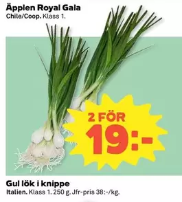 Gul lök i knippe