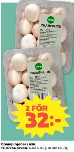 Coop - Champinjon