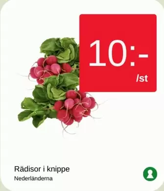 Rädisor i knippe