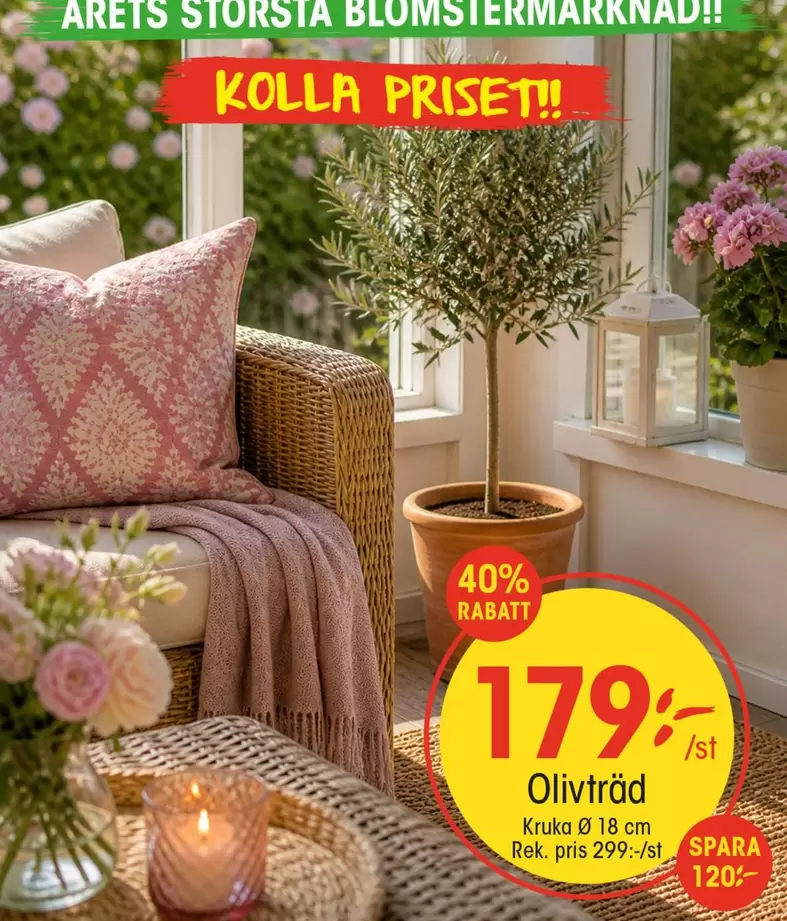 Olivträd