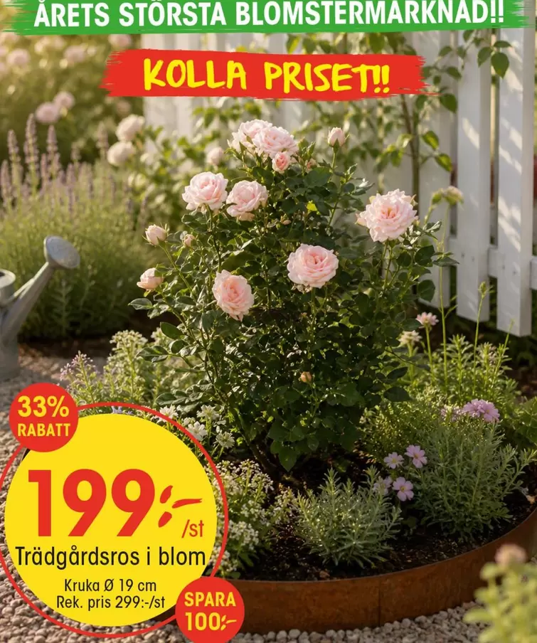 Trädgårdsros i blom