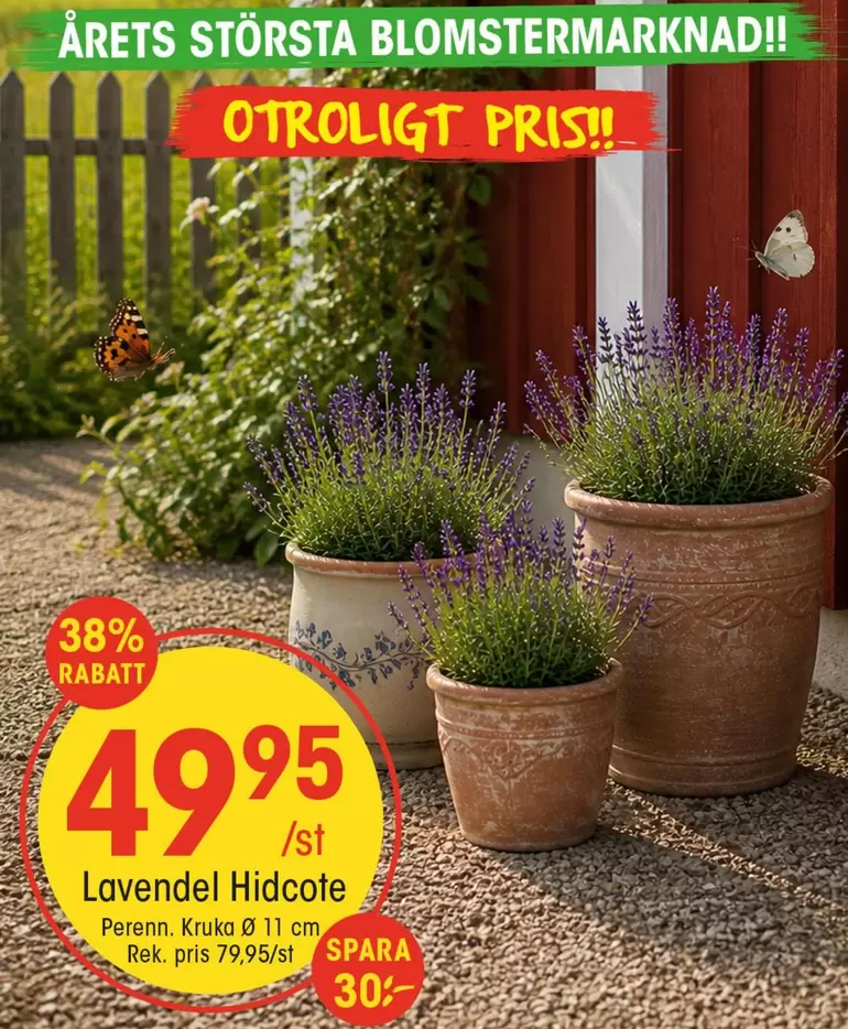Lavendel Hidcote