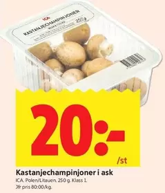 Kastanjechampinjoner i ask