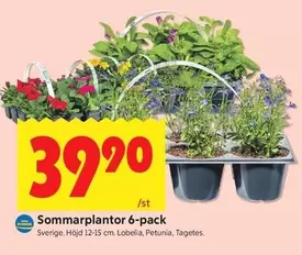 Sommarplantor 6-pack