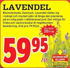 LAVENDEL