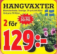 HÄNGVÄXTER