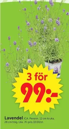 Lavendel