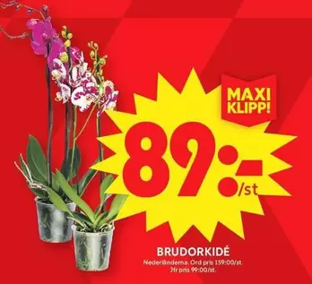 BRUDORKIDÉ