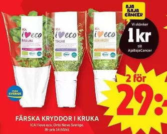 Färska kryddor i kruka