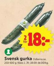 Gurka