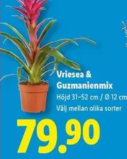 Vriesea & Guzmanienmix