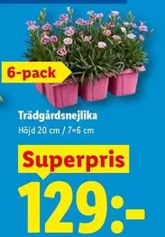 Trädgårdsnejlika