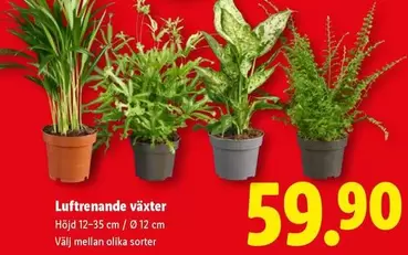 Luftrenande växter