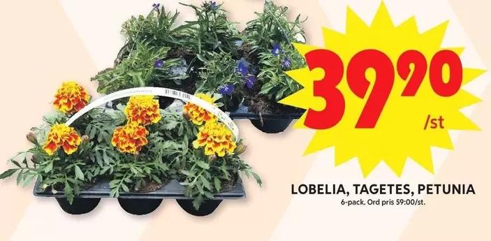 LOBELIA, TAGETES, PETUNIA