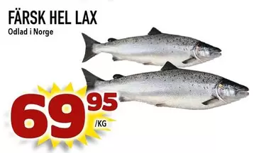 FÄRSK HEL LAX