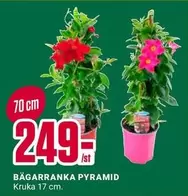 Pyramid - BÄGARRANKA PYRAMID