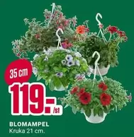 BLOMAMPEL