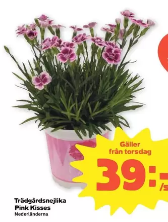 Trädgårdsnejlika Pink Kisses