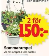 Sommarampel
