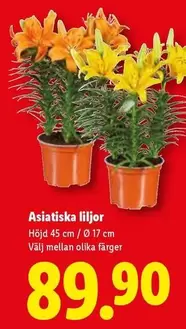 Asiatiska liljor