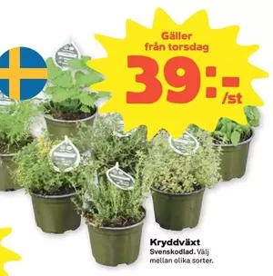 Kryddväxt Svenskodlad