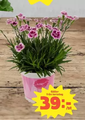 Blommor