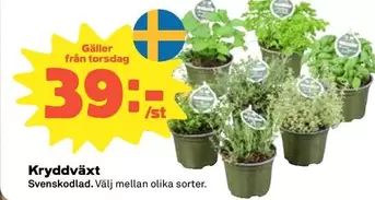 Kryddväxt