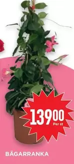 BÅGARRANKA