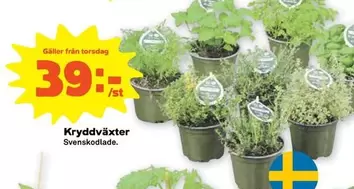 Kryddväxter
