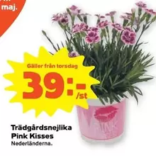 Trädgårdsnejlika Pink Kisses