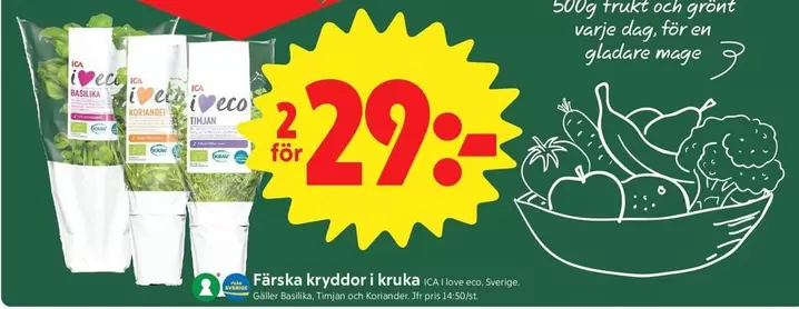 Färska kryddor i kruka